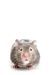 Image showing hamster close up