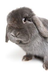 Image showing rabbit on white