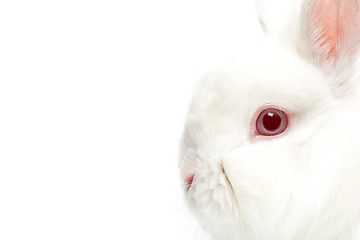 Image showing rabbit