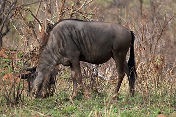 Image showing blue wildebeest