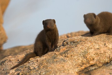 Image showing dwarf mongoose