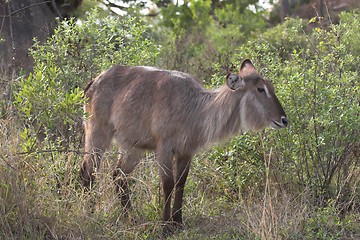 Image showing waterbuck