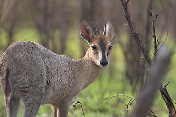 Image showing grey duiker