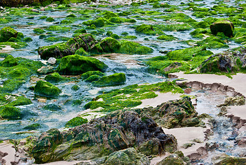 Image showing Fresh algae