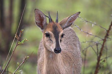Image showing male gray duiker