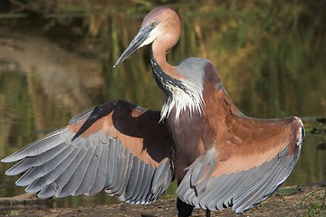 Image showing goliath heron