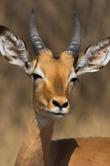 Image showing impala male close-up