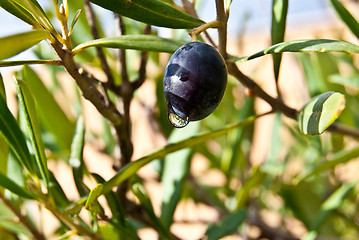 Image showing Olive Tree