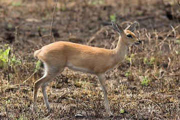 Image showing steenbok