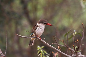 Image showing Kingfisher