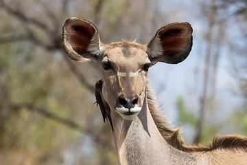 Image showing hitching a ride