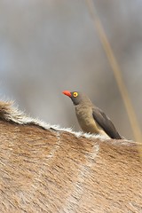 Image showing red billed oxpecker