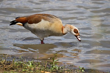 Image showing fishing