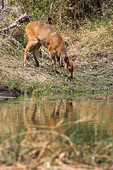 Image showing buck drinking