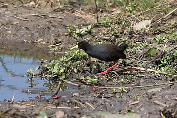 Image showing black crake