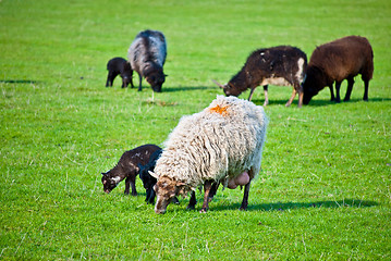 Image showing grazing sheep