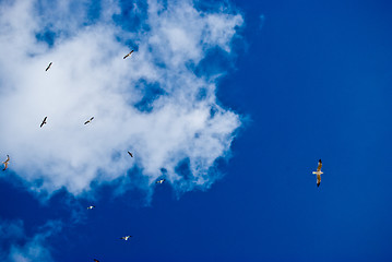 Image showing Seagulls