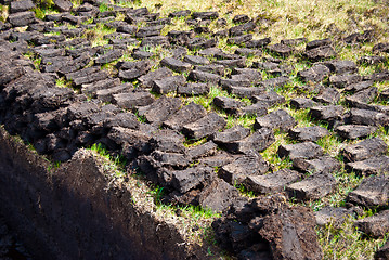 Image showing Turf