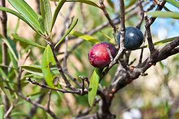 Image showing Olive Tree