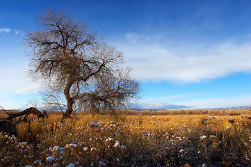 Image showing fields of gold