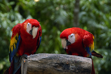 Image showing Two Macaws