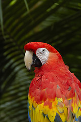 Image showing A Macaw
