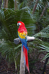 Image showing A Macaw