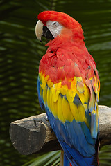 Image showing A Macaw