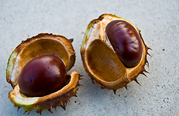 Image showing Chestnut