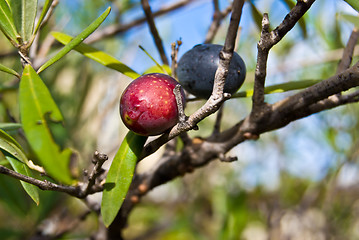 Image showing Olive Tree