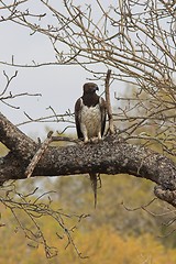 Image showing martial eagle