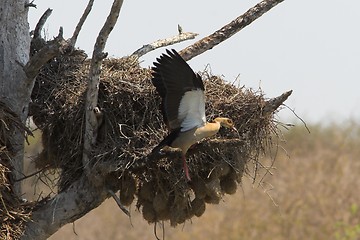 Image showing egyptian goose in flight