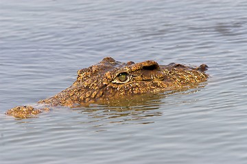 Image showing floating crocodile