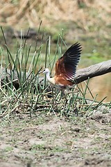 Image showing flying bird