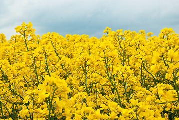 Image showing Rape field