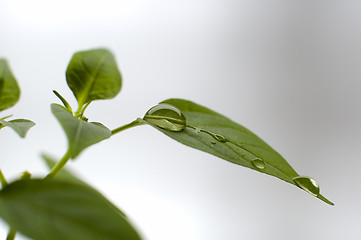 Image showing dew