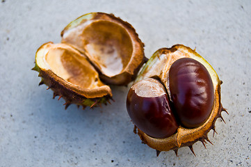 Image showing Chestnut