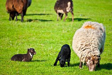 Image showing grazing sheep