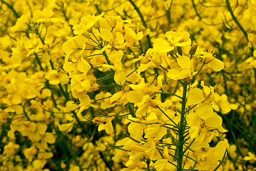 Image showing Rape field