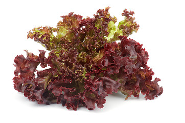 Image showing Lollo Rosso Lettuce