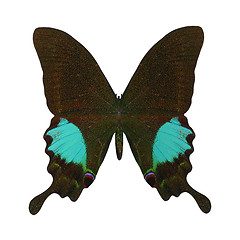 Image showing Paris Peacock Butterfly