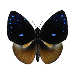 Image showing Queen Cracker Butterfly