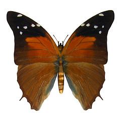 Image showing Russet Flipper Butterfly