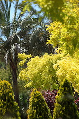 Image showing Spectacular display of yellow foliage