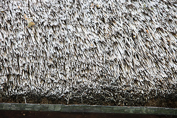 Image showing Thatch roof