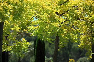 Image showing Leafy trees with yellow foliage