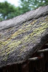 Image showing Thatch roof with moss