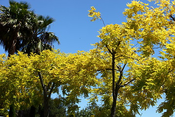 Image showing Spectacular yellow flowers and foliage on trees