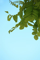 Image showing Green leaves against a blue sky