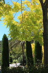 Image showing Beautiful yellow foliage on a tree